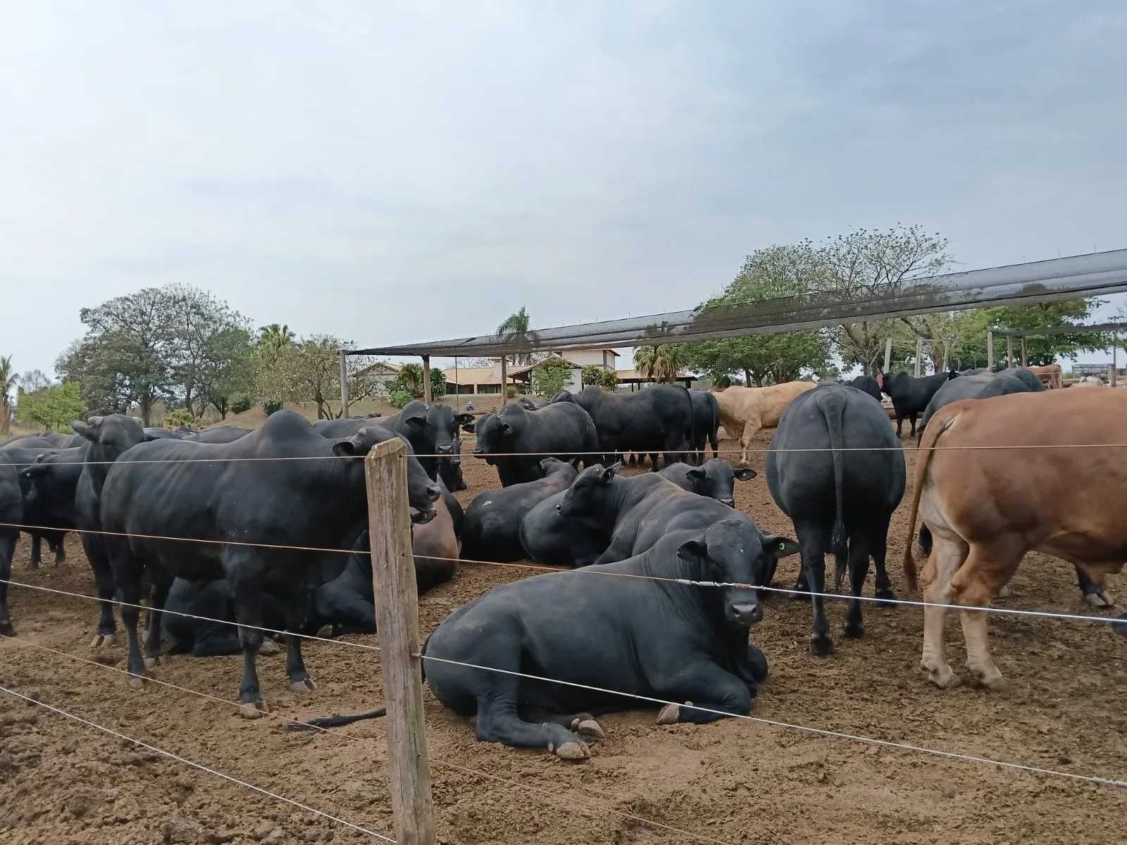 Bovinos alojados para processo destinado ao Marrocos