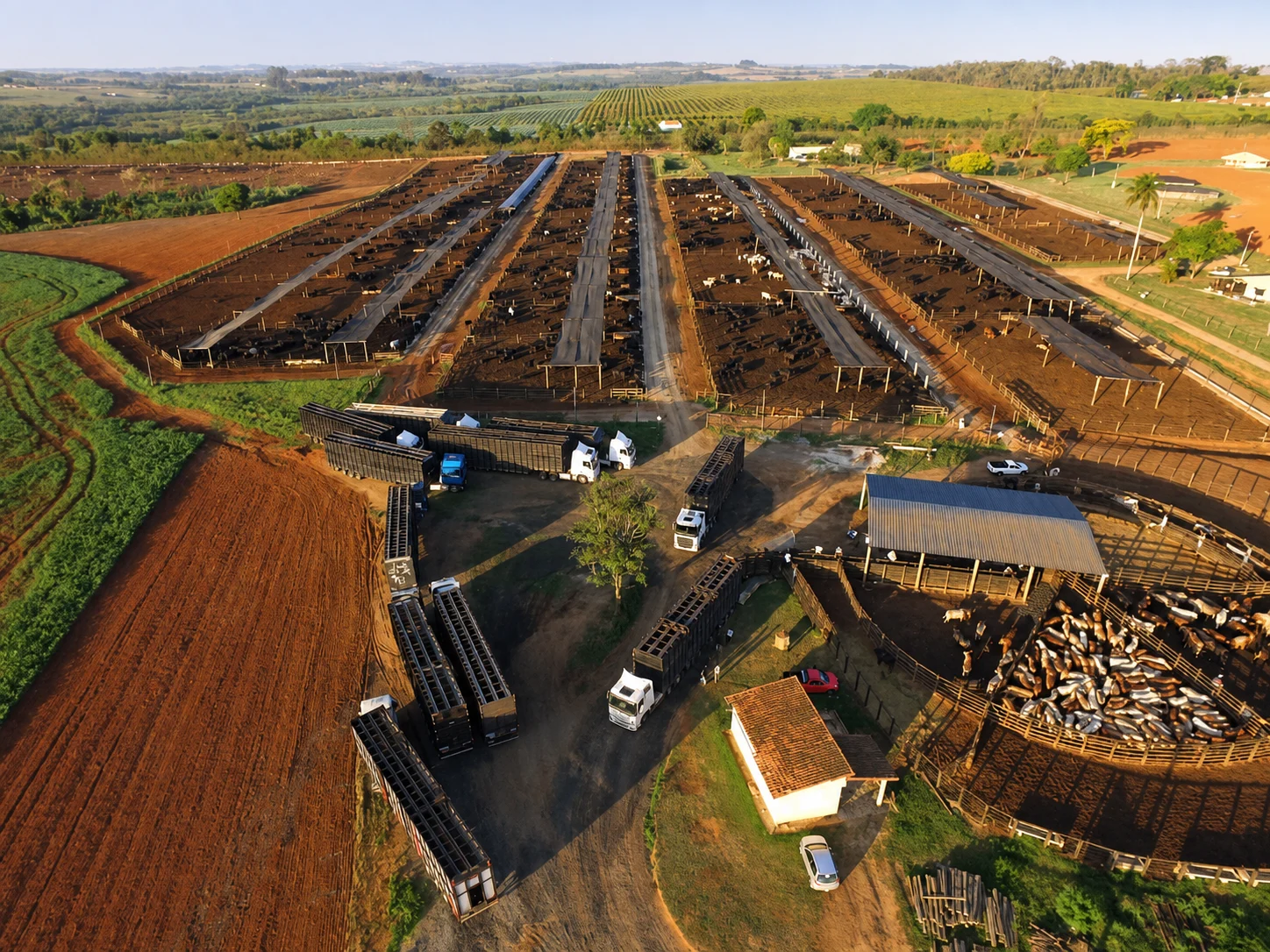 Brazilian pre-export cattle establishment